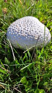 Attēlu rezultāti vaicājumam “Calvatia utriformis”