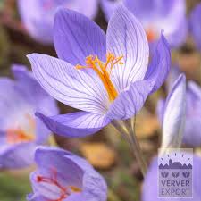 Attēlu rezultāti vaicājumam “Crocus speciosus”