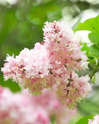 Attēlu rezultāti vaicājumam “Syringa vulgaris flower”