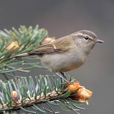 Attēlu rezultāti vaicājumam “Phylloscopus trochiloides adult”