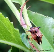 Attēlu rezultāti vaicājumam “Elasmucha ferrugata”