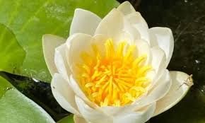 Attēlu rezultāti vaicājumam “Nymphaea alba flower”