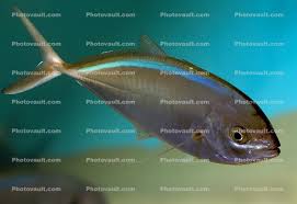 Image result for Caranx ruber