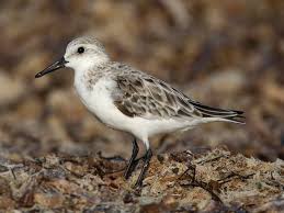 Attēlu rezultāti vaicājumam “Calidris alba adult”