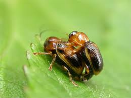 Attēlu rezultāti vaicājumam “Cryptocephalus pusillus”