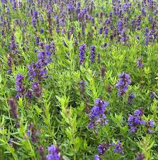 Image result for Ysop