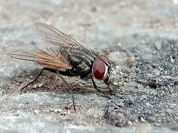 Attēlu rezultāti vaicājumam “Musca domestica”