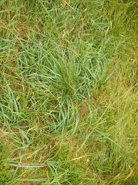 Attēlu rezultāti vaicājumam “Carex panicea”