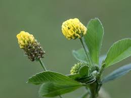 Attēlu rezultāti vaicājumam “Medicago lupulina flower”