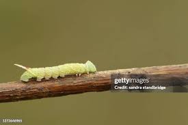 Attēlu rezultāti vaicājumam “Laothoe populi larva”