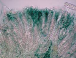 Attēlu rezultāti vaicājumam “Jungermannia hyalina cells”