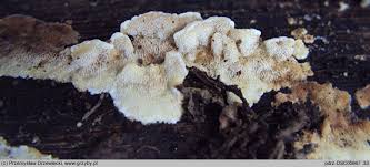 Attēlu rezultāti vaicājumam “Antrodiella faginea”