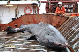 Image result for Somniosus microcephalus