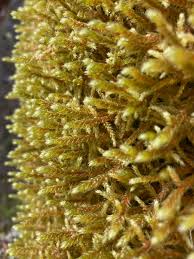 Attēlu rezultāti vaicājumam “Antitrichia curtipendula macro”