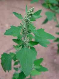 Attēlu rezultāti vaicājumam “Chenopodium album flower”