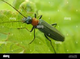 Attēlu rezultāti vaicājumam “Oedemera croceicollis”