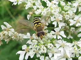 Attēlu rezultāti vaicājumam “Syrphus sp. imago”
