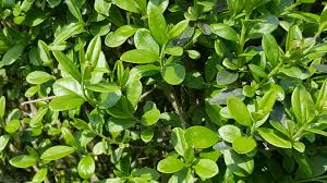 Attēlu rezultāti vaicājumam “Ligustrum vulgare”