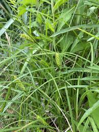 Attēlu rezultāti vaicājumam “Carex hirta fruit”