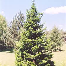 Attēlu rezultāti vaicājumam “Abies sibirica”