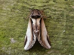 Attēlu rezultāti vaicājumam “Pheosia gnoma male”