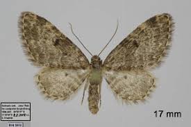 Attēlu rezultāti vaicājumam “Eupithecia tantillaria”