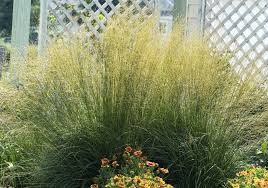 Attēlu rezultāti vaicājumam “Molinia caerulea flower”
