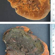 Attēlu rezultāti vaicājumam “Antrodia pulvinascens”