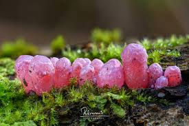 Attēlu rezultāti vaicājumam “Steccherinum fimbriatum”