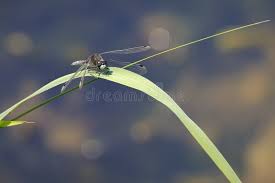 Attēlu rezultāti vaicājumam “Leucorrhinia dubia male”