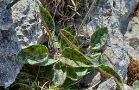 Attēlu rezultāti vaicājumam “Hypochaeris maculata leaf”