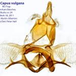 Attēlu rezultāti vaicājumam “Capua vulgana”