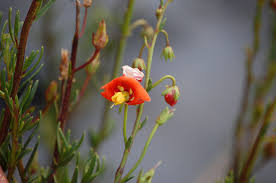 Image result for Alonsoa liniflora