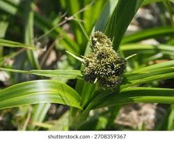 Attēlu rezultāti vaicājumam “Scirpus sylvaticus bud”