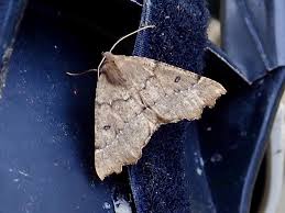 Attēlu rezultāti vaicājumam “Odontopera bidentata”