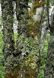 Attēlu rezultāti vaicājumam “Lobaria amplissima”