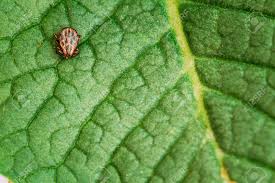 Attēlu rezultāti vaicājumam “Dermacentor reticulatus”