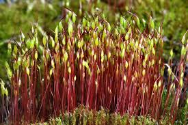 Attēlu rezultāti vaicājumam “Ceratodon purpureus”