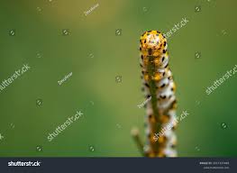 Attēlu rezultāti vaicājumam “Shargacucullia scrophulariae”