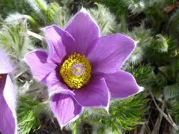 Attēlu rezultāti vaicājumam “Pulsatilla vulgaris flower”