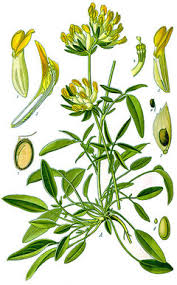 Attēlu rezultāti vaicājumam “Anthyllis vulneraria”