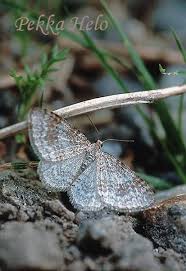 Attēlu rezultāti vaicājumam “Hydrelia sylvata”