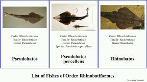 Image result for Rhinobatos rhinobatos
