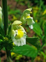 Image result for Galeopsis segetum