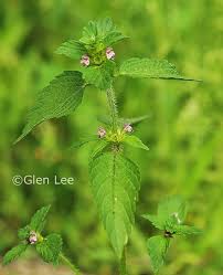 Attēlu rezultāti vaicājumam “Galeopsis tetrahit leaf”
