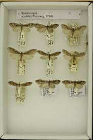 Attēlu rezultāti vaicājumam “Semioscopis oculella”