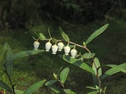 Attēlu rezultāti vaicājumam “Chamaedaphne calyculata leaf”