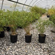 Attēlu rezultāti vaicājumam “Cribraria rufa”