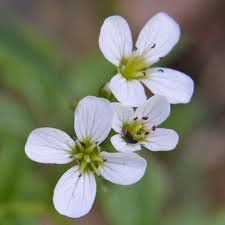 Attēlu rezultāti vaicājumam “Cardamine amara flower”