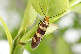 Attēlu rezultāti vaicājumam “Micropterix aureatella”